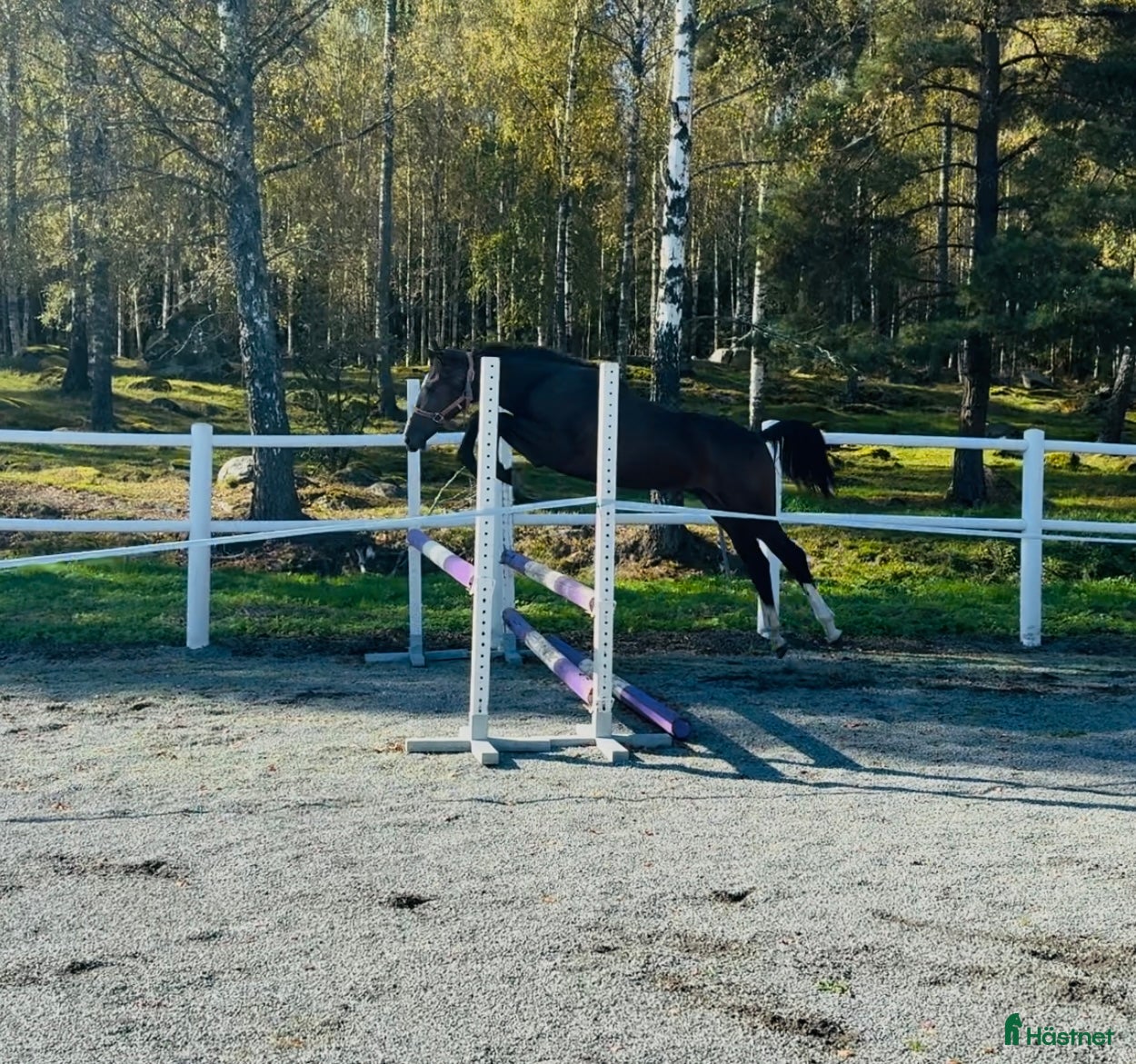  hästar Framtidsstjärna! Hoppstammad blivande tvååring! i Björkvik - Annons 7