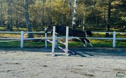 Hoppning hästar till salu: Framtidsstjärna! Hoppstammad blivande tvååring! i Björkvik - Annons 1