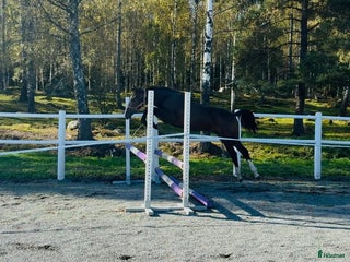hästar Framtidsstjärna! Hoppstammad blivande tvååring! i Björkvik - Annons 2