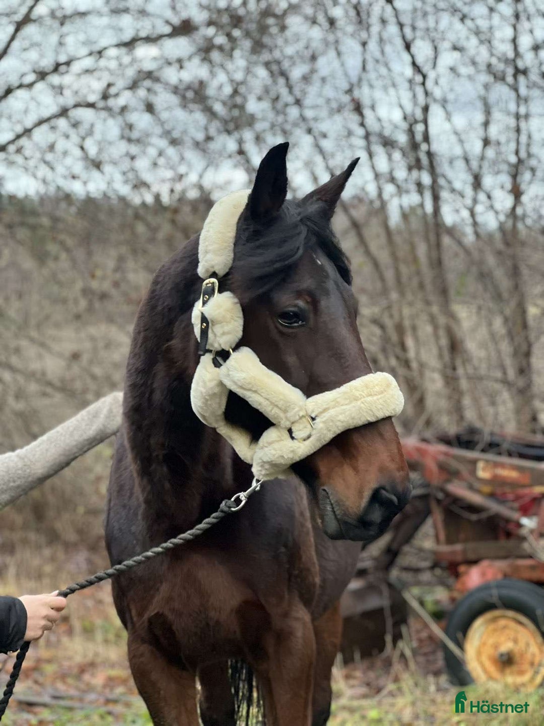 Allround hästar till salu: Vacker häst till ridning/avel i Hålanda - Annons 1