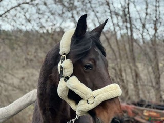 hästar Vacker häst till ridning/avel i Hålanda - Annons 17