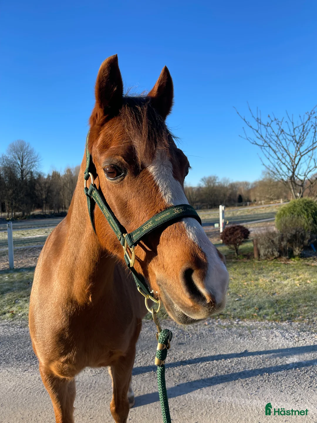 Allround hästar till salu: Sockersöt dressyrinriktad B-ponny till salu - Annons 2