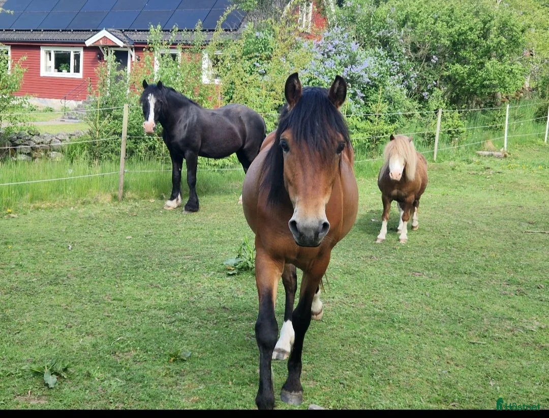  medryttarhäst finnes: Medryttare med unghästerfarenhet sökes - Annons 1