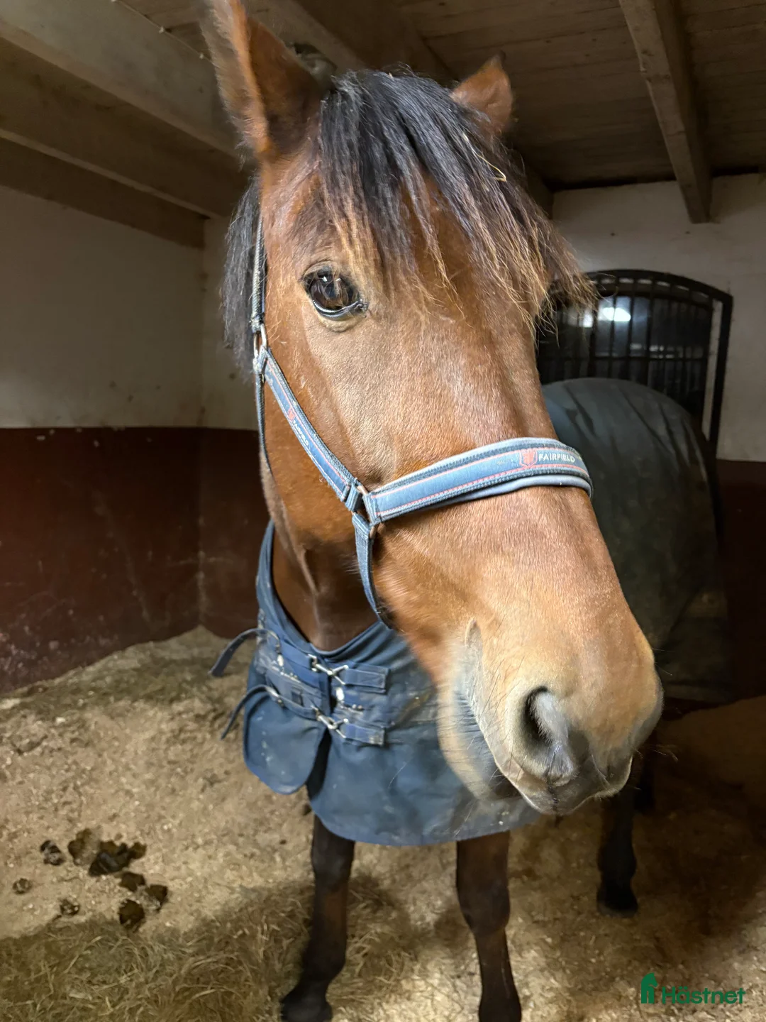 Sällskap hästar till salu: 5 ⭐️ hem sökes till en mycket snäll valack i Ängelholm - Annons 2