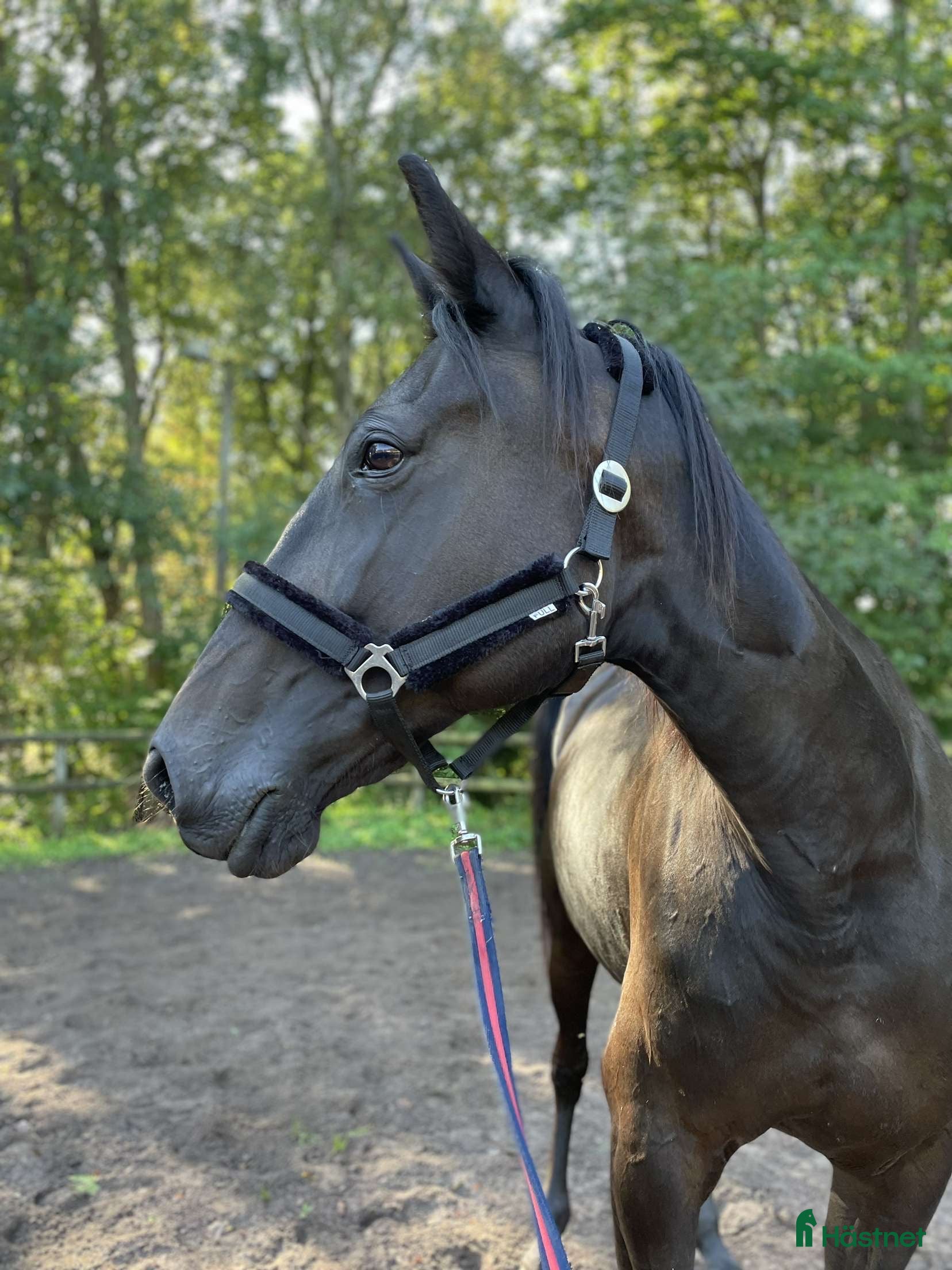  hästar Sött varmblods sto söker nytt hem.  - Annons 3