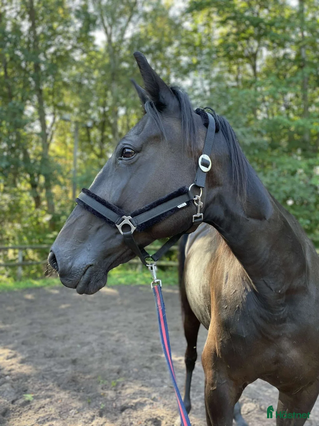 Allround hästar till salu: Sött varmblods sto söker nytt hem.  - Annons 1