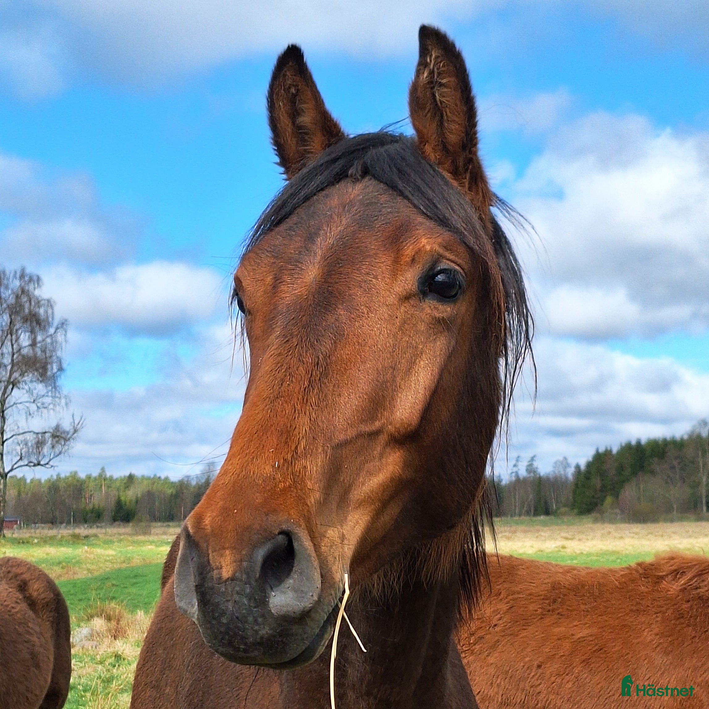  hästar Vackert gångartssto - Annons 1