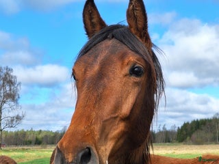 hästar Vackert gångartssto - Annons 1