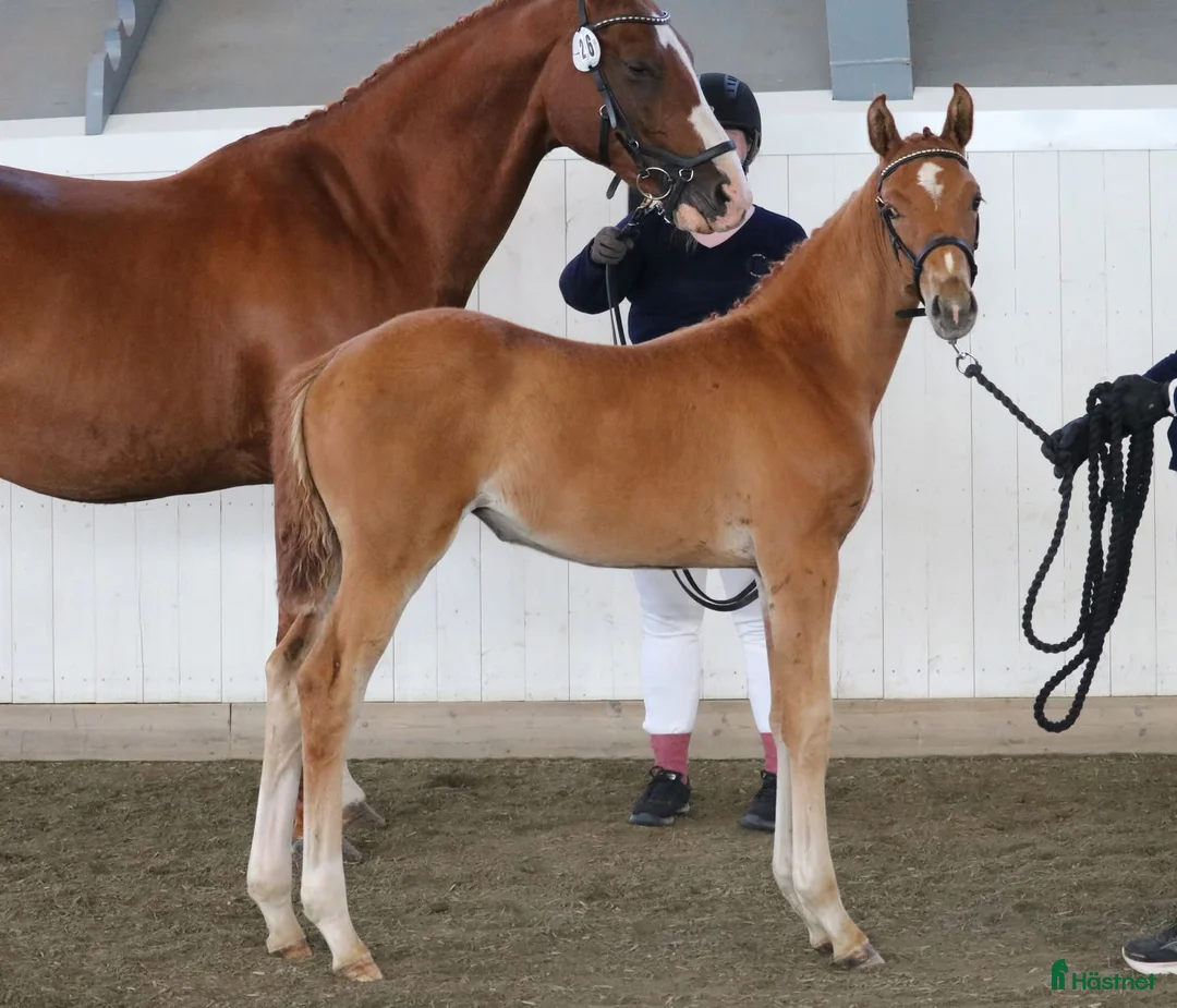 Hoppning hästar till salu: Det lilla extra!  - Annons 1