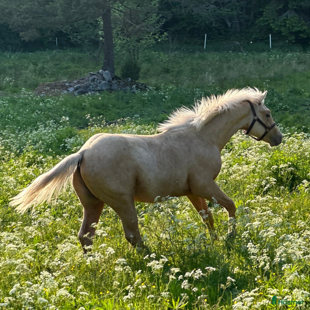 Western hästar till salu: Drömhästen  i Bredared - Annons 5
