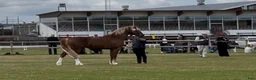Allround hästar till salu: Lovande Welsh cob hingst - Annons 2