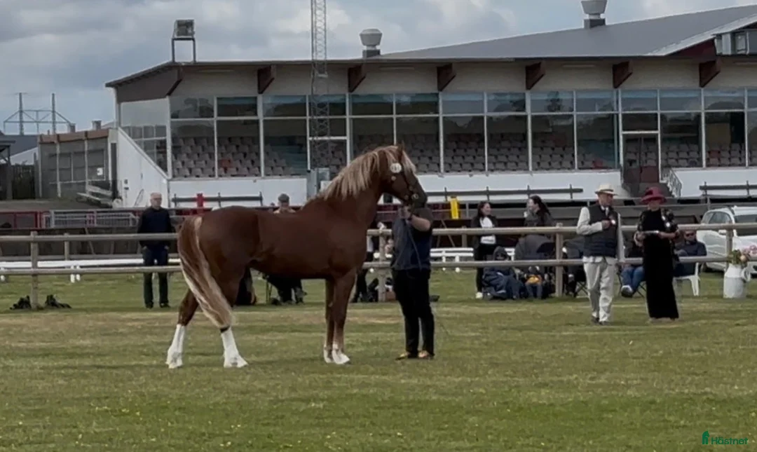 Allround hästar till salu: Lovande Welsh cob hingst - Annons 2
