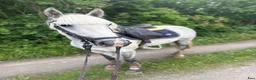 Hoppning hästar till salu: Framtida mästerskapsponny - Annons 1