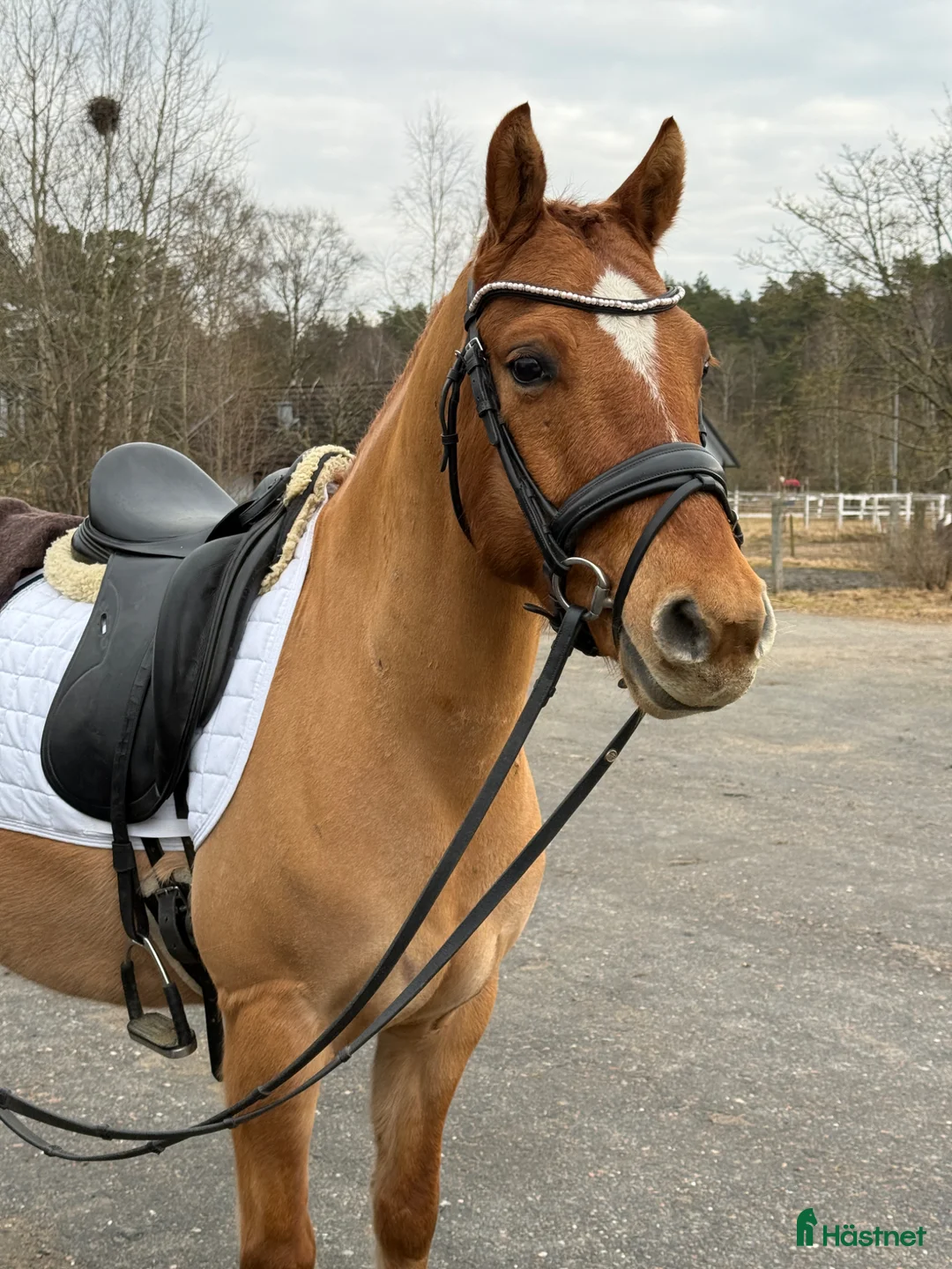 Dressyr hästar till salu: Charmig gångartsponny - Annons 1