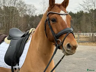 hästar Charmig gångartsponny - Annons 6