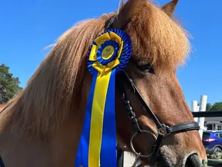 hästar Tävling/lyxig ridhäst - Annons 2