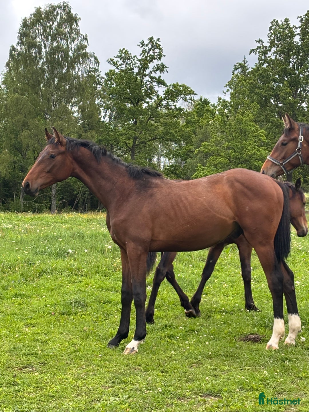 Dressyr hästar till salu:  83,3 % KNOCKANDO VH - BOCELLI i Braås - Annons 2