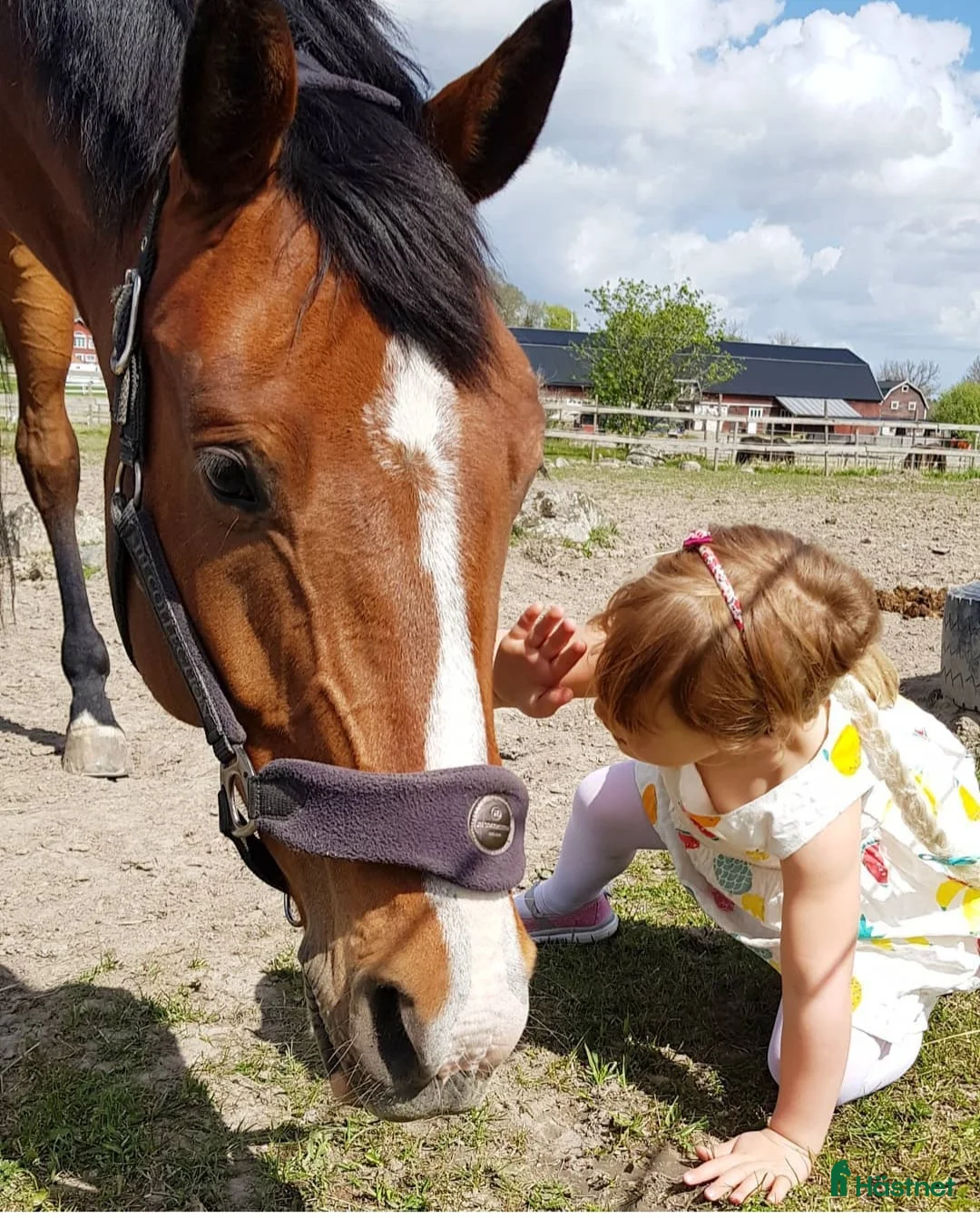 Hoppning hästar sökes: D-ponny med framtiden för sig sökes i Ljungbyhed - Annons 1