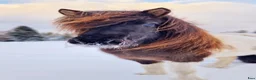 Island hästar till salu: Vackert sto - Annons 3