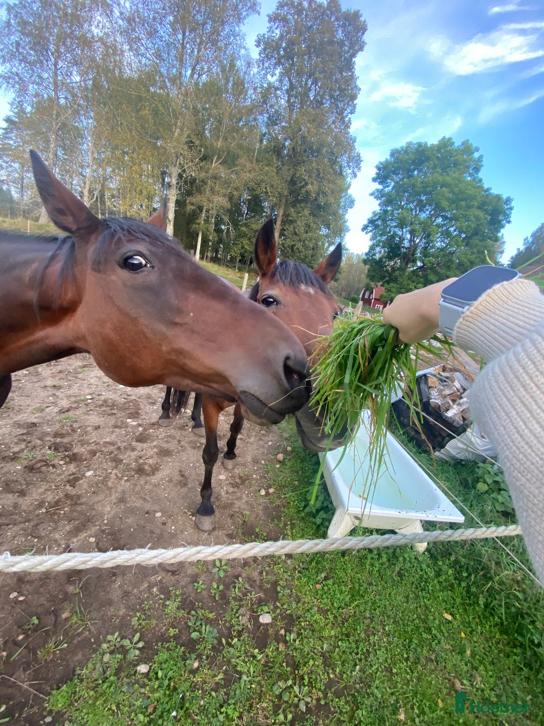 Övrigt hästar till salu: 🌟Intressekoll-inriden travare🌟 i Åsbro - Annons 3