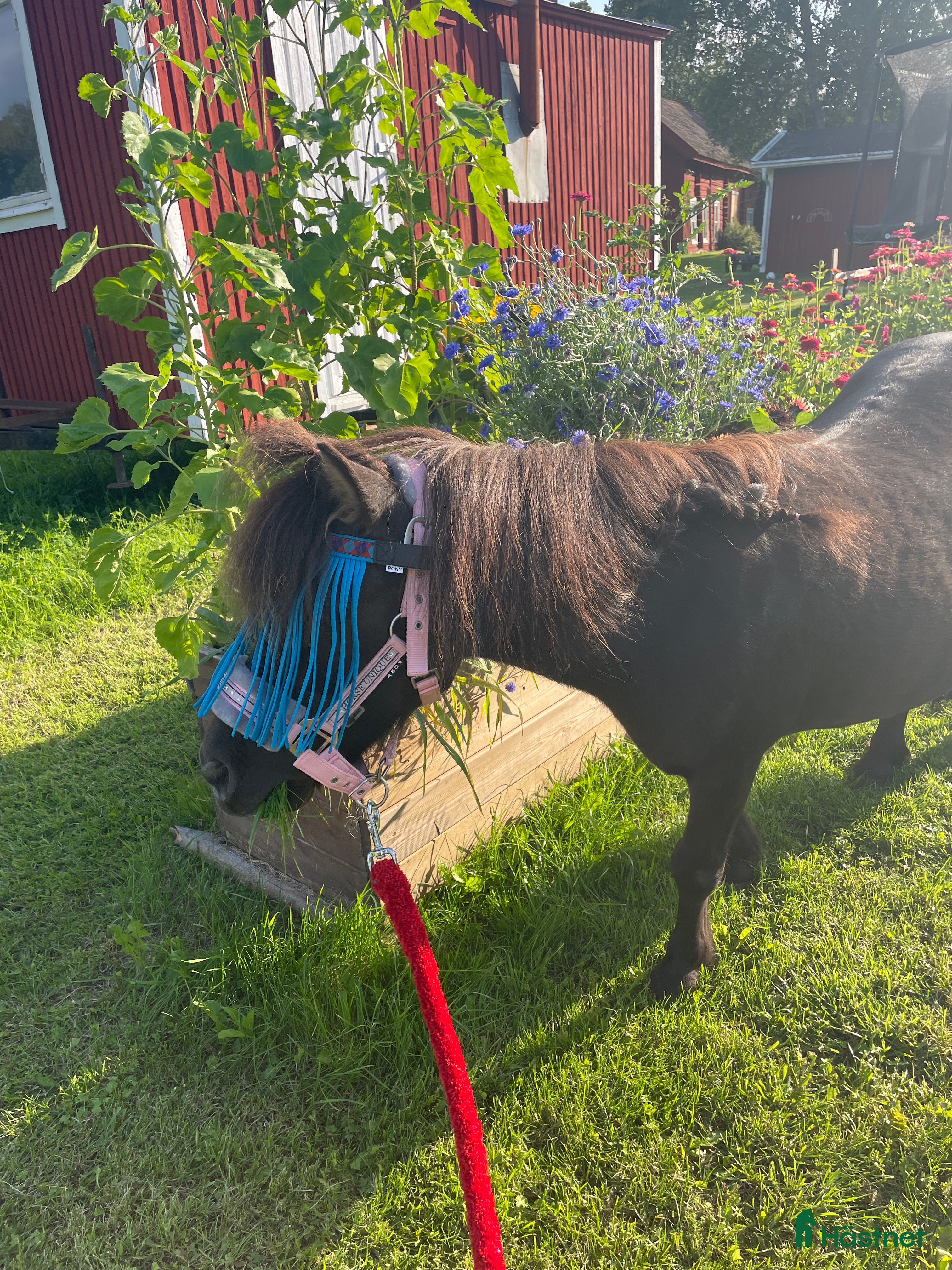  hästar Shetlandsponny sto - Annons 5