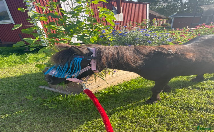  hästar Shetlandsponny sto i Arboga - Annons 1