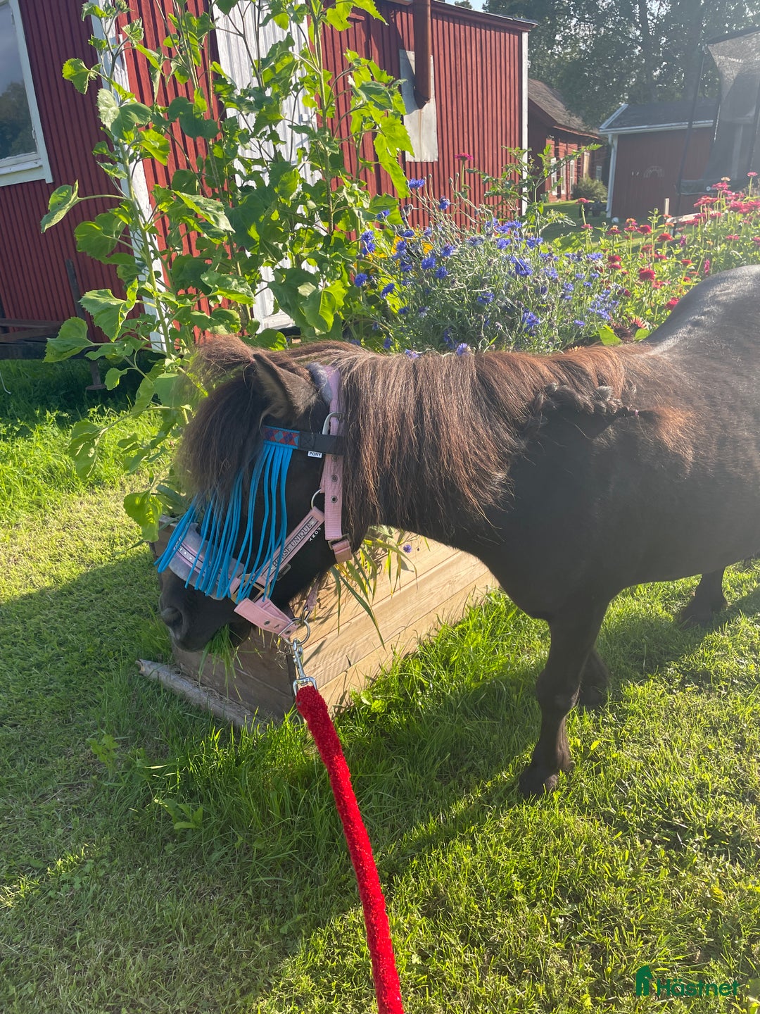 Sällskap hästar till salu: Shetlandsponny sto i Arboga - Annons 1