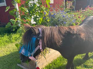 hästar Shetlandsponny sto - Annons 5