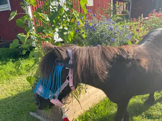 hästar Shetlandsponny sto - Annons 11
