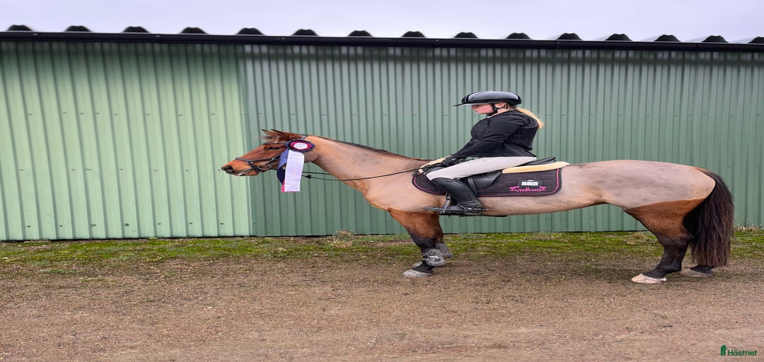 Galleribild {{count}}