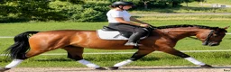 Allround hästar till salu: Your Dream allround partner - Annons 5