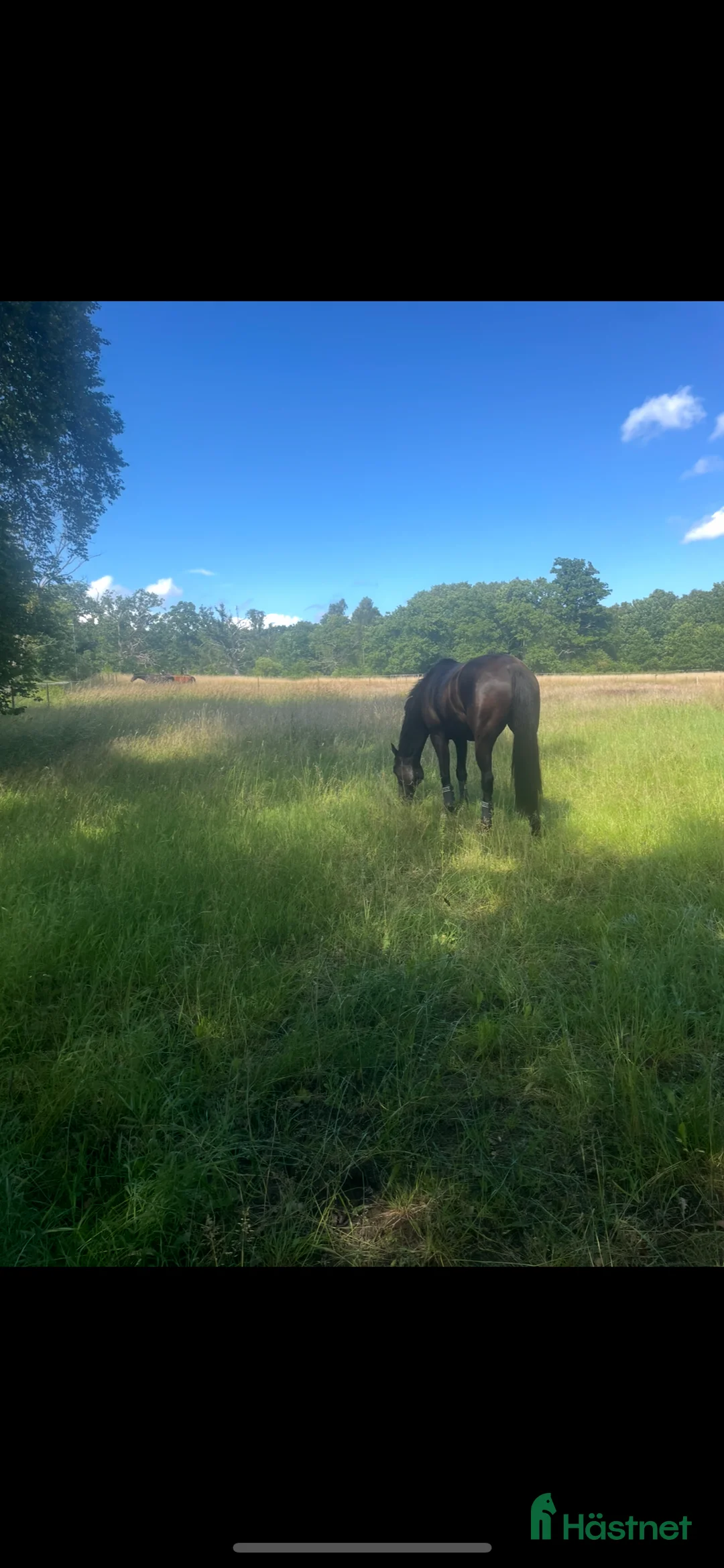 Dressyr hästar till salu: Tuff brud i lyxförpackning - Annons 2