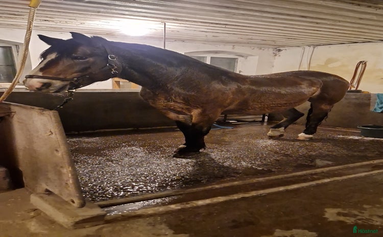  foderhäst Ur snäll kallblodstravare  i Valbo - Annons 5