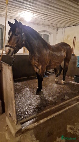 foderhäst Ur snäll kallblodstravare i Valbo - Annons 5