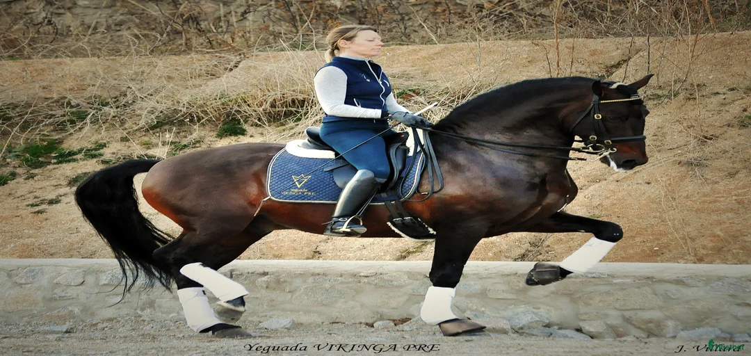 Galleribild {{count}}