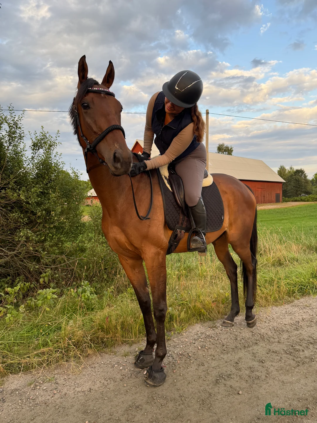 Allround hästar till salu: RESERVERAD- Världens bästa unghäst söker hem - Annons 7