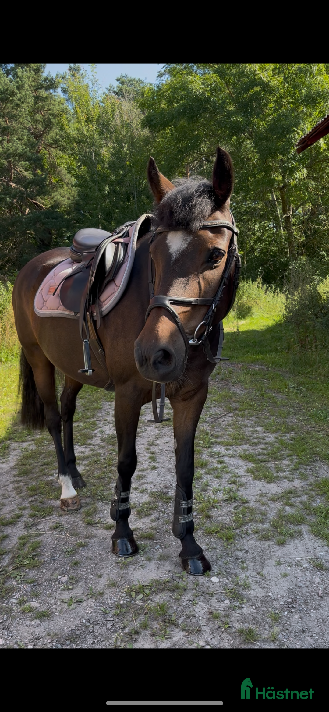 Allround hästar till salu: Läromästare och bästa vän! i Kungsör - Annons 1