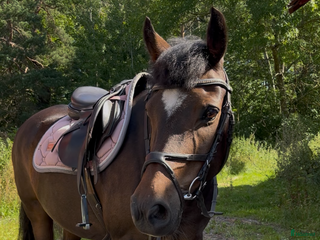 hästar Läromästare och bästa vän! i Kungsör - Annons 1