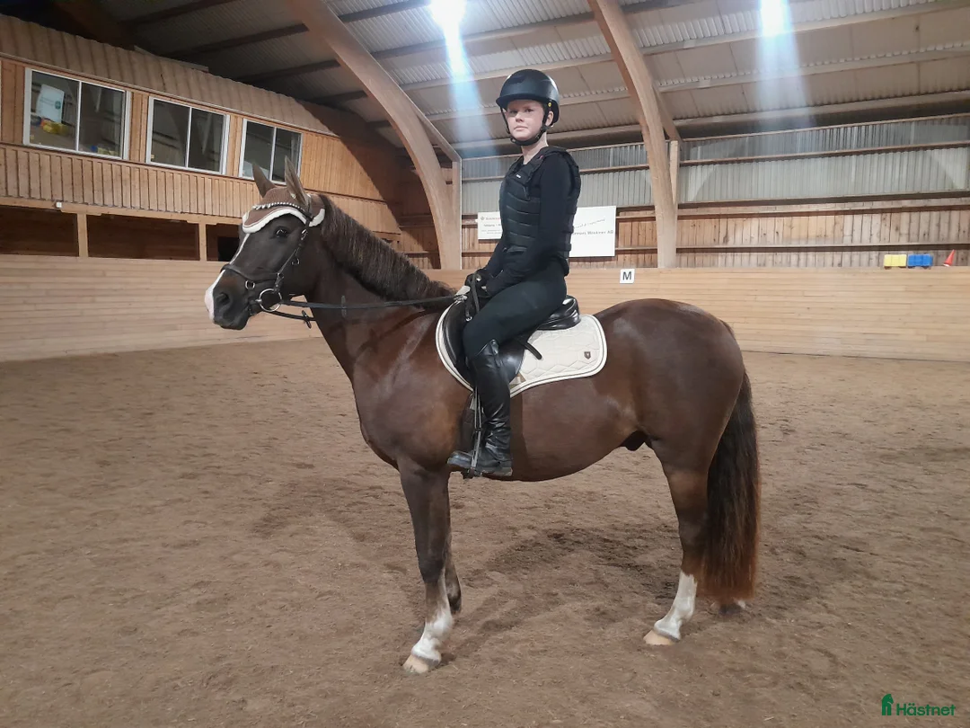 Allround hästar till salu: C ponny söker nytt hem - Annons 1