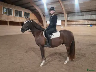 hästar C ponny söker nytt hem - Annons 1