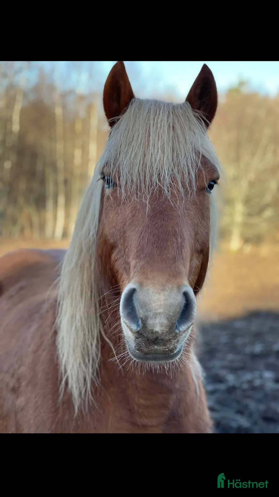Sällskap hästar till salu: Uppfostrare/trickträning? - Annons 3