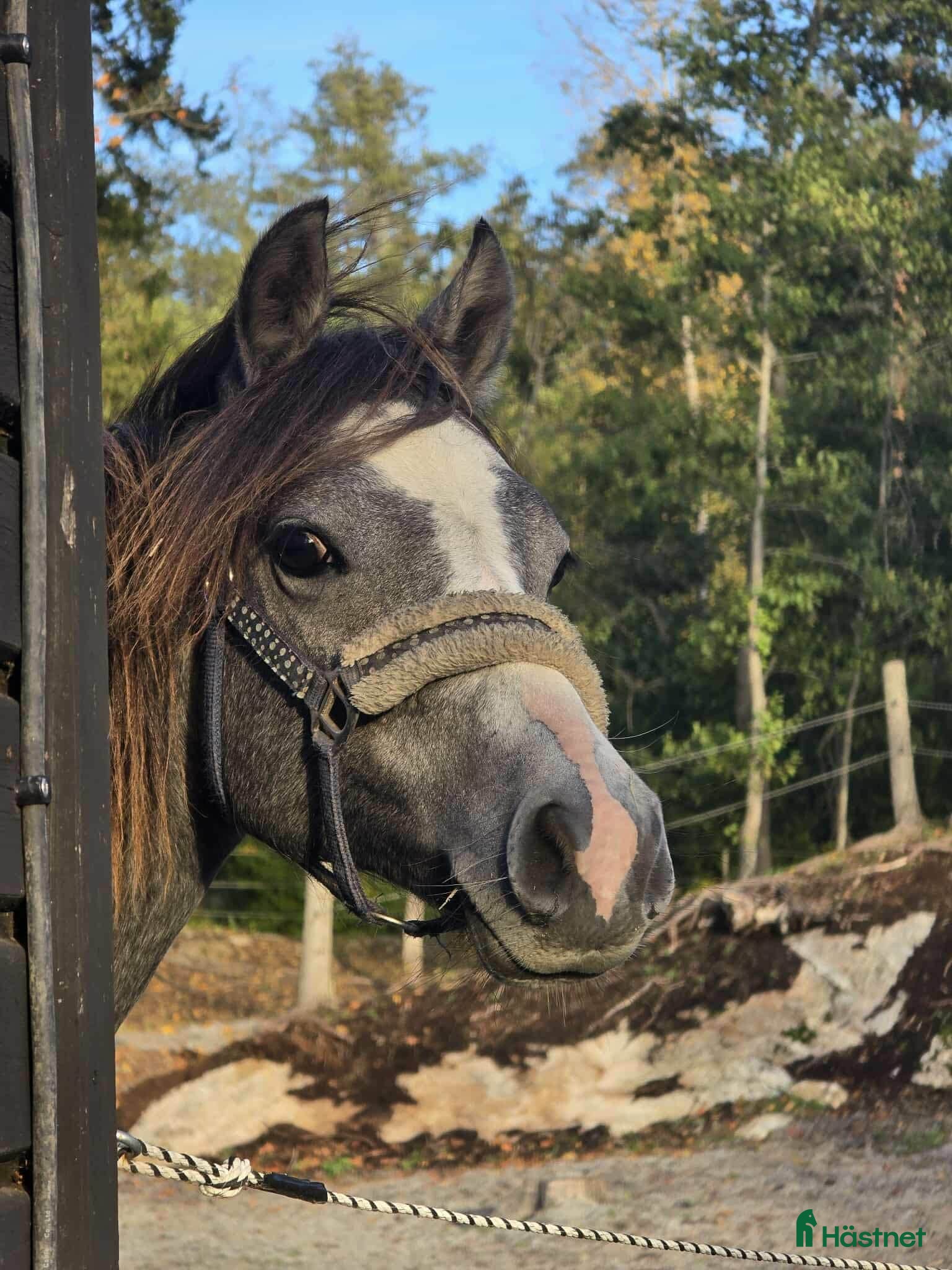  hästar Superfin tvååring - Annons 18