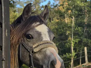 hästar Superfin tvååring - Annons 18