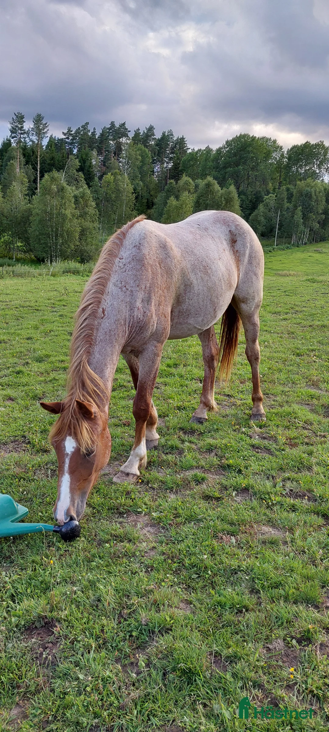 Allround hästar till salu: Nokotahäst  - Annons 4