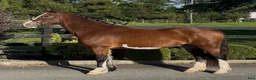 Allround hästar till salu: Stunning Welsh cob - Annons 5