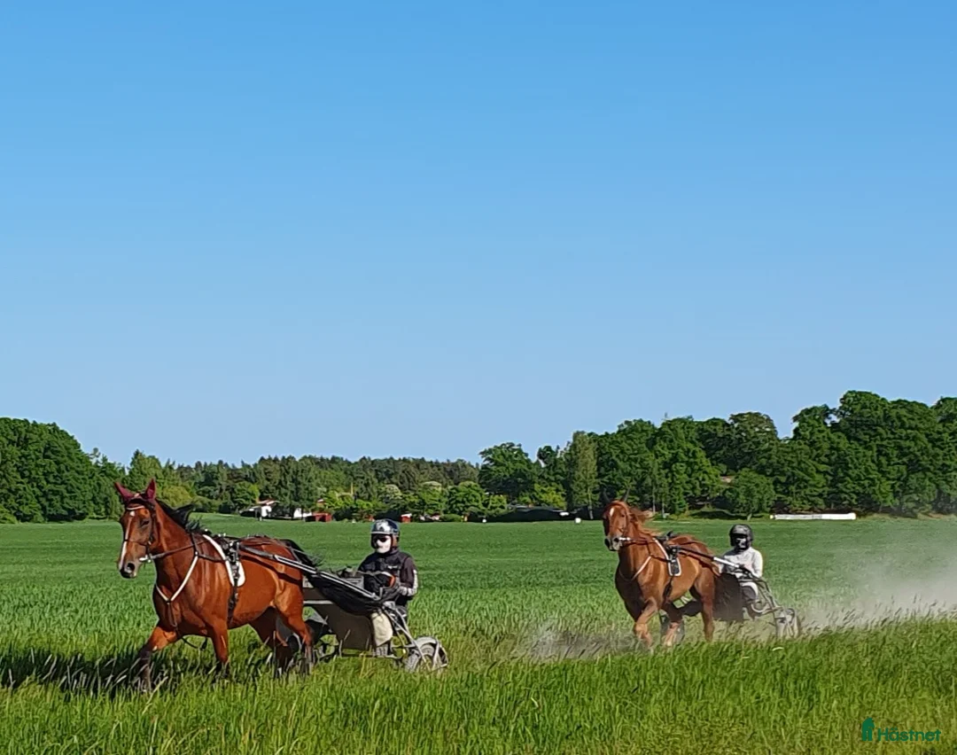  lägenhet till salu: Uthyres på Hästgård - Annons 8