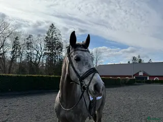 hästar Vänlig valack med ljus framtid - Annons 16