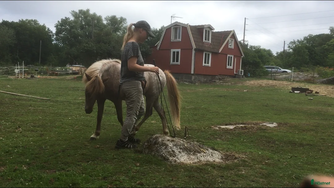  foderhäst finnes: Pigg B-ponny för körning och annat kul  i Hasslö - Annons 6