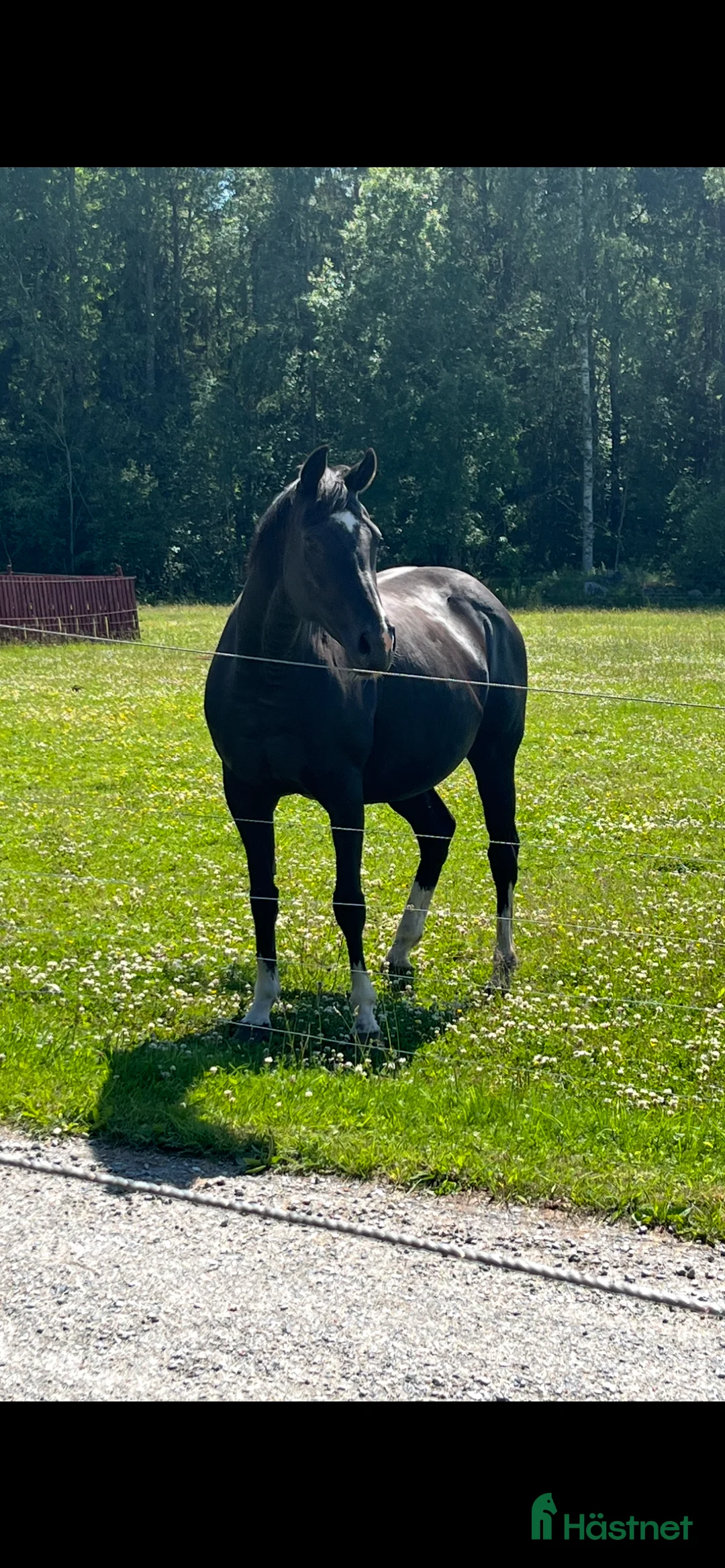 Allround hästar till salu: Fint sto säljes eller utlånas  i Örebro - Annons 1