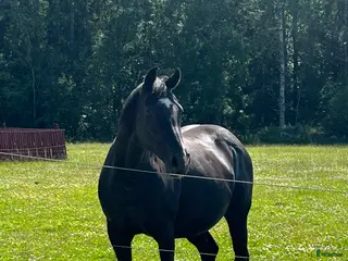 hästar Fint sto säljes eller utlånas i Örebro - Annons 3